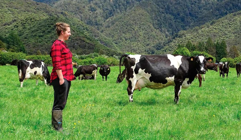 Jovem fazendeira no manejo do gado leiteiro