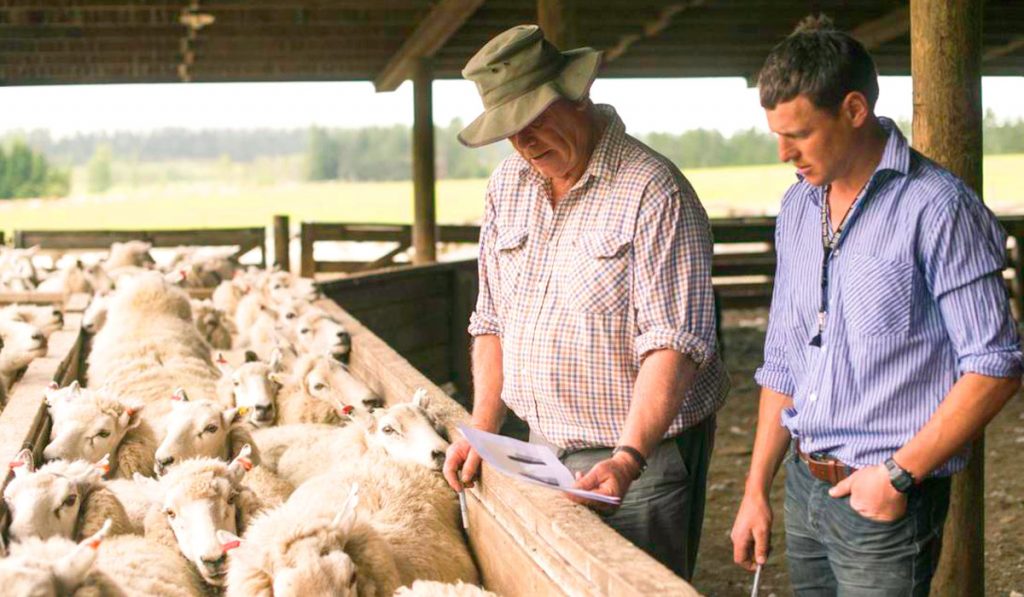 Duas gerações no manejo das ovelhas