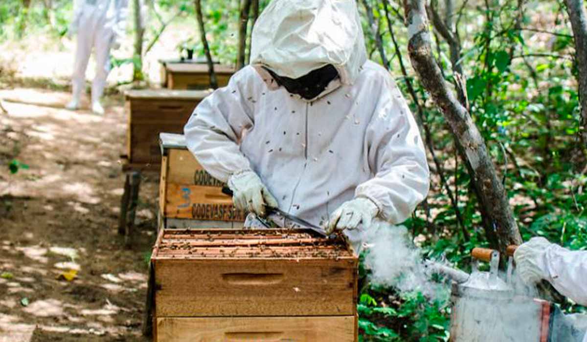 Apicultor trabalhando na colmeia em área de aroeiras