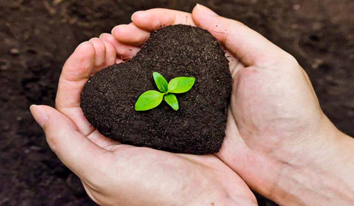 Cuidando da planta com carinho