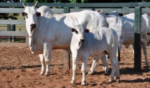 Vaca nelore com bezerro ao pé no curral de manejo