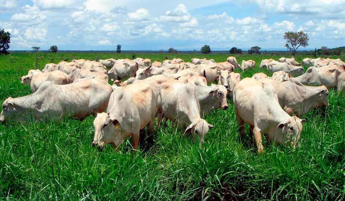 Gado nelore em pasto reformado