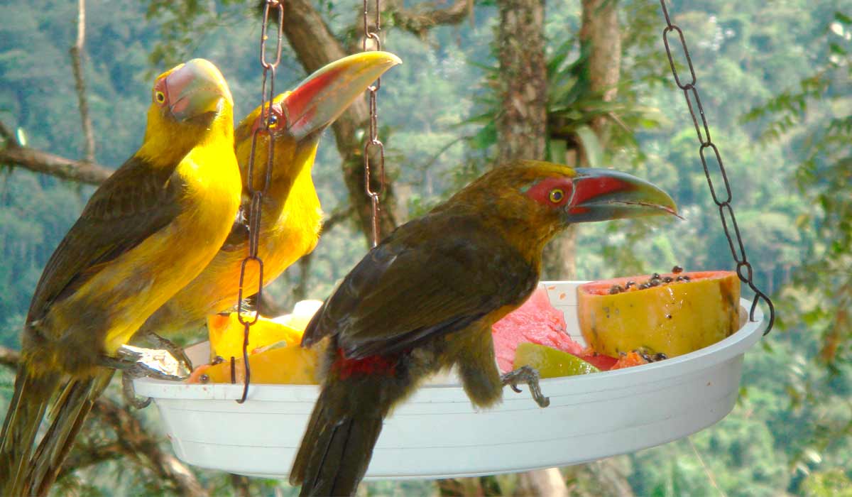 Araçaris no comedouro