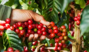 Colhendo frutos de café em estágio avançado de maturação chamado de cereja