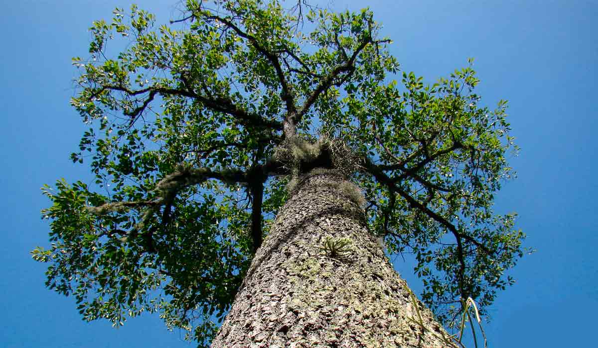 Castanheira da amazônia (Bertholletia excelsa)