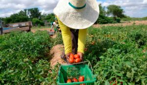 Agricultor colhendo tomates