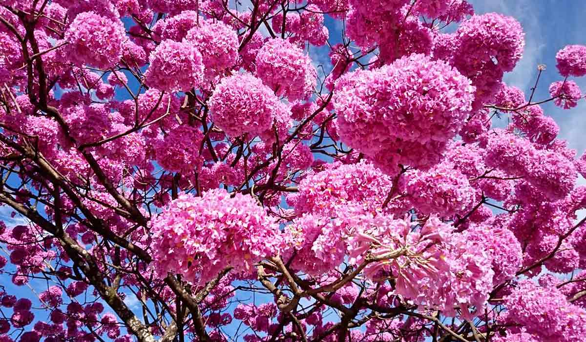 Floração do Ipê-Roxo (Handroanthus impetiginosus) - foto: Francisco Aragão (https://www.flickr.com/photos/aragao/)