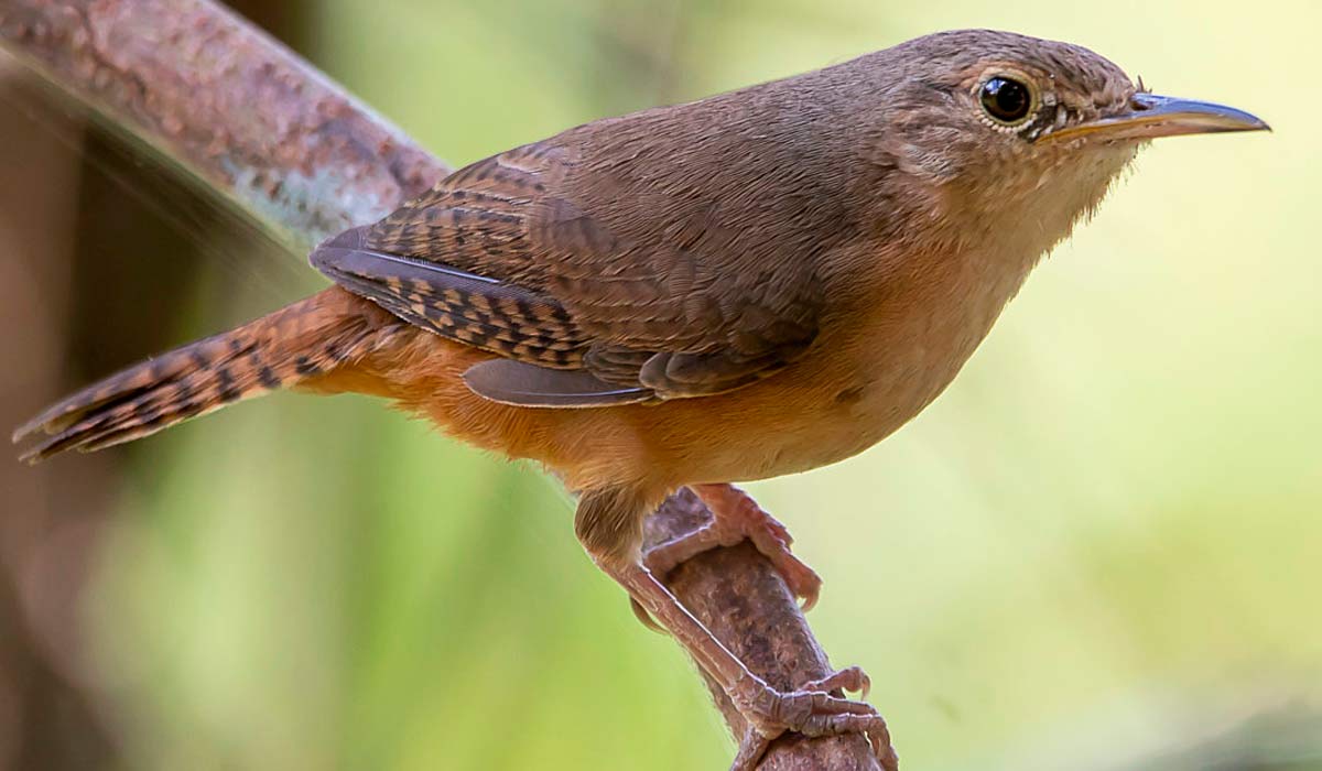 Cambaxirra (Troglodytes musculus)