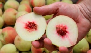 A fruta cortada evidencia a densidade da polpa do novo pêssego