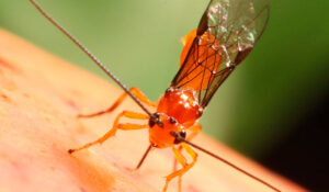 O parasitoide Doryctobracon areolatus recebeu especificação como produto fitossanitário junto ao Ministério da Agricultura e Pecuária. A tecnologia ajuda a consolidar cada vez mais o controle biológico no contexto nacional