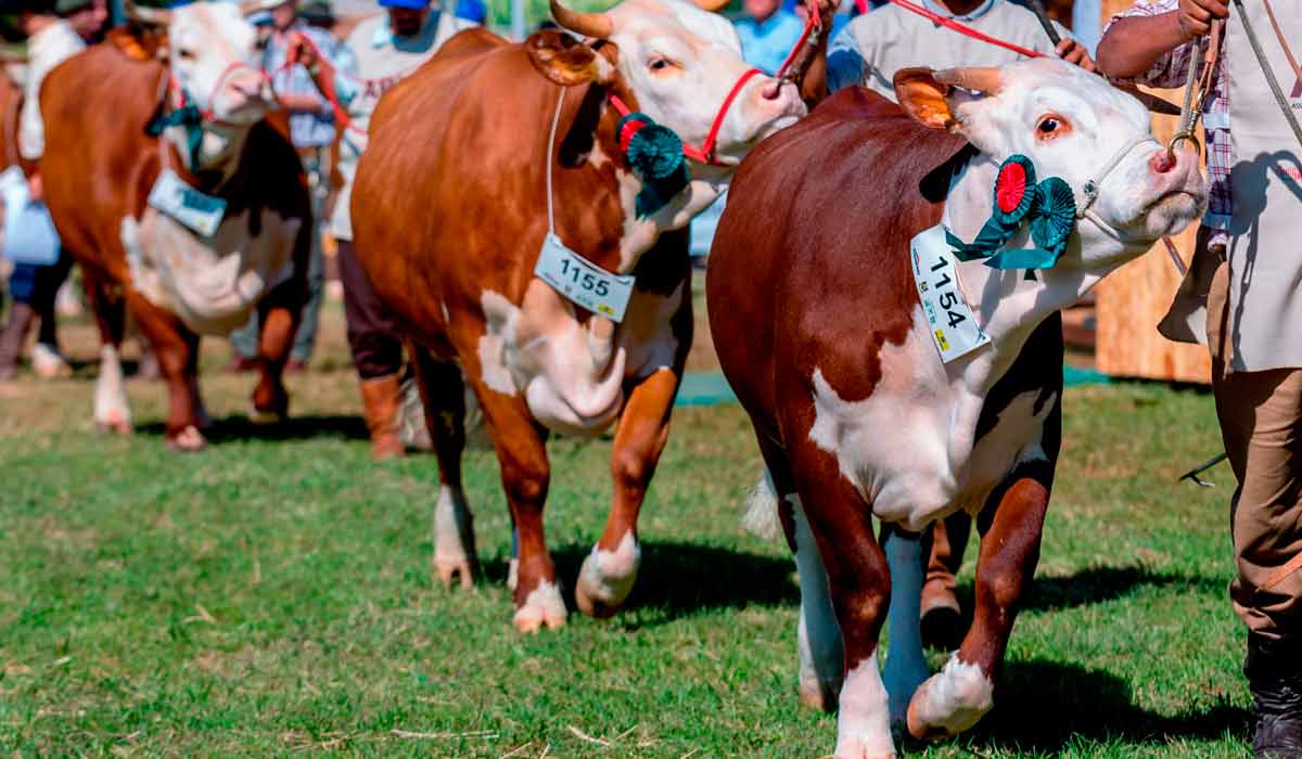 Animais premiados em pista