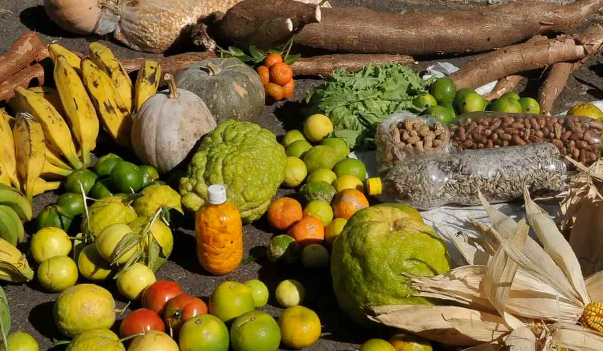 Produção agrícola dos quilombos do Vale do Ribeira-SP