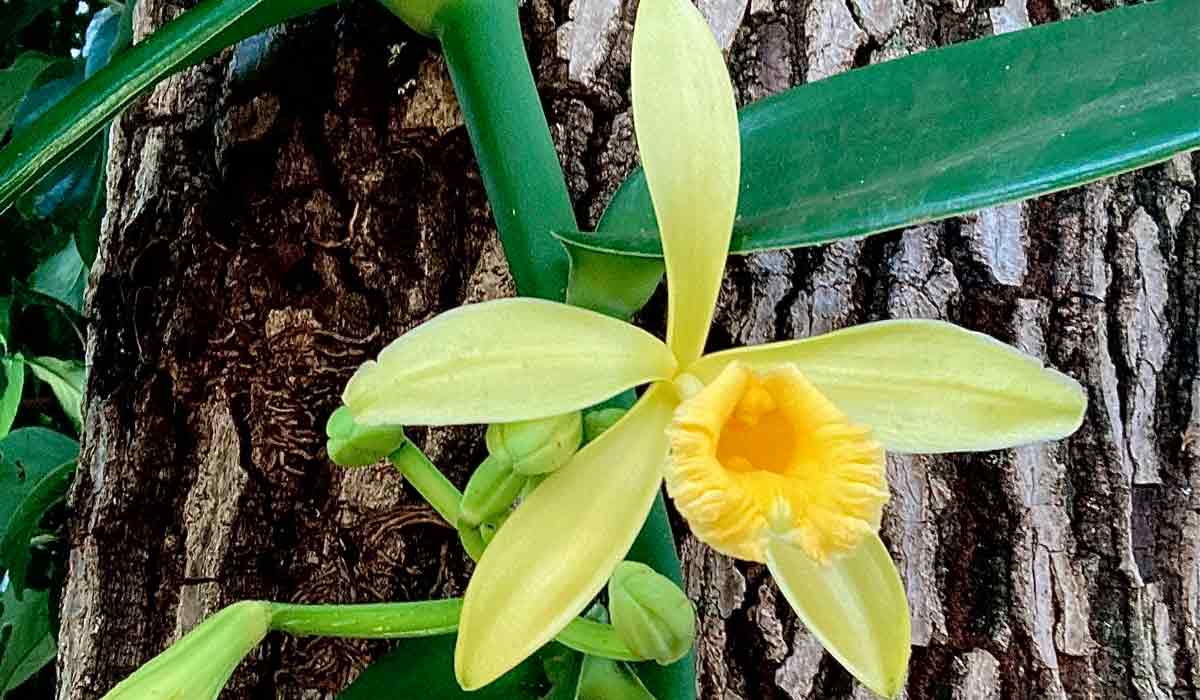 Baunilha em floração