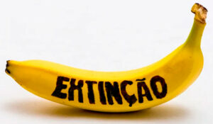 Banana em extinção