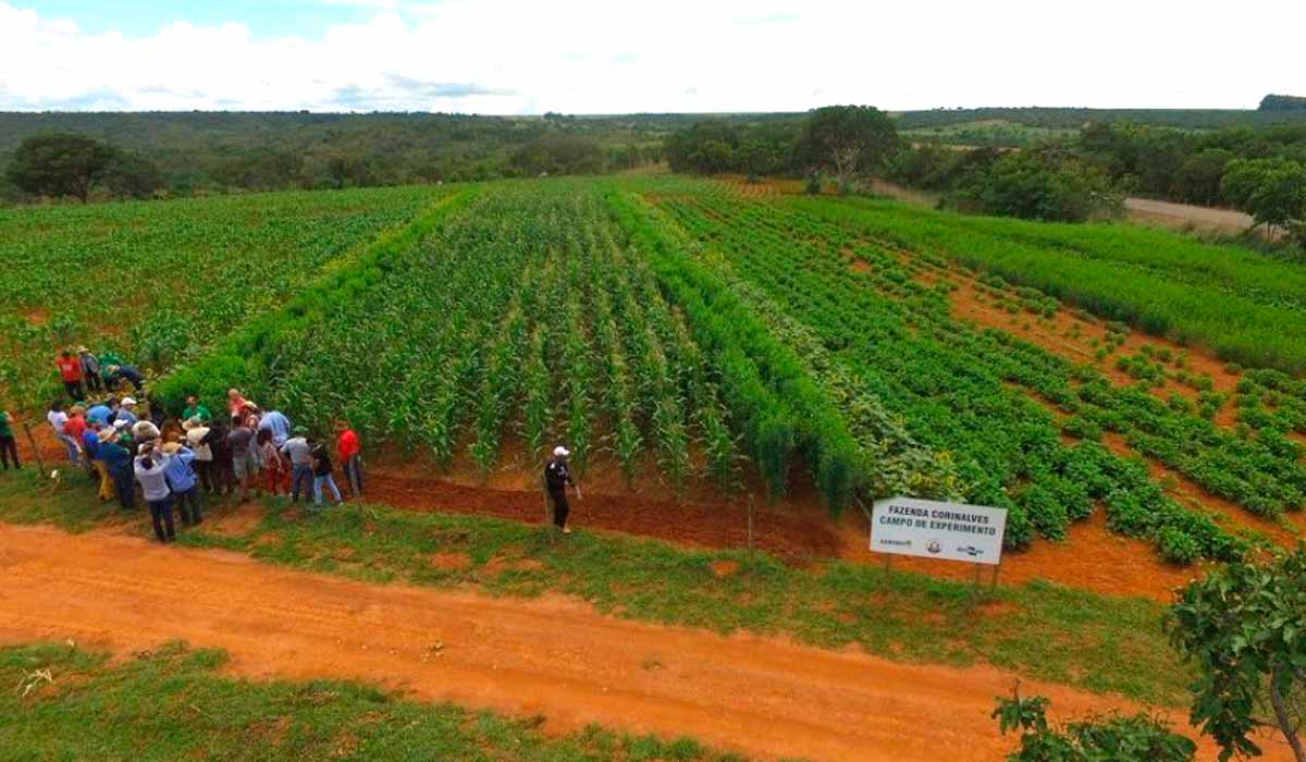 Corredor agroecológico da Fazenda Corinalves - o plantio é feito em faixas e os cultivos são consorciados, obedecendo os critérios definidos de acordo com a função das plantas no sistema e das plantas vizinhas