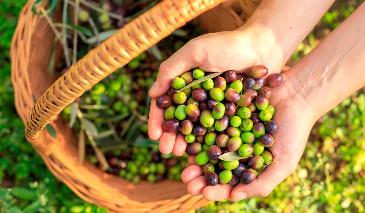 Produtor com cesta cheia de azeitonas colhidas e um punhado de azeitonas nas mãos