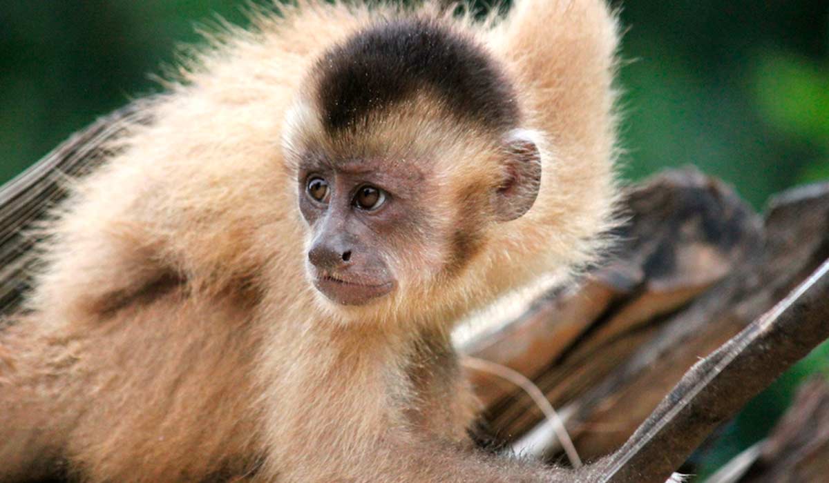 Macaco prego Kaapori ou caiarara (Cebus kaapori) - Foto: Ricardo Ferreira Esteves