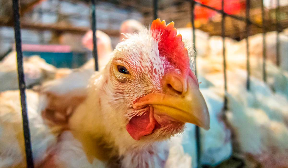 A gripe aviária nos EUA já matou milhões de galinhas e perus