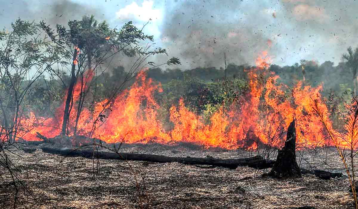 Incêncdios voltam a crecer no Brasil com 248% de alta em relação a janeiro de 2023