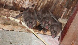 Morcegos abrigados em casa abandonada