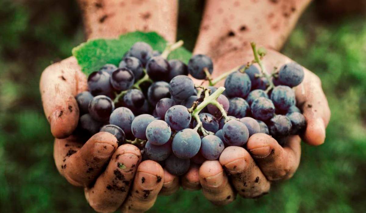 Safrista de vinícola com cachos de uvas nas mãos