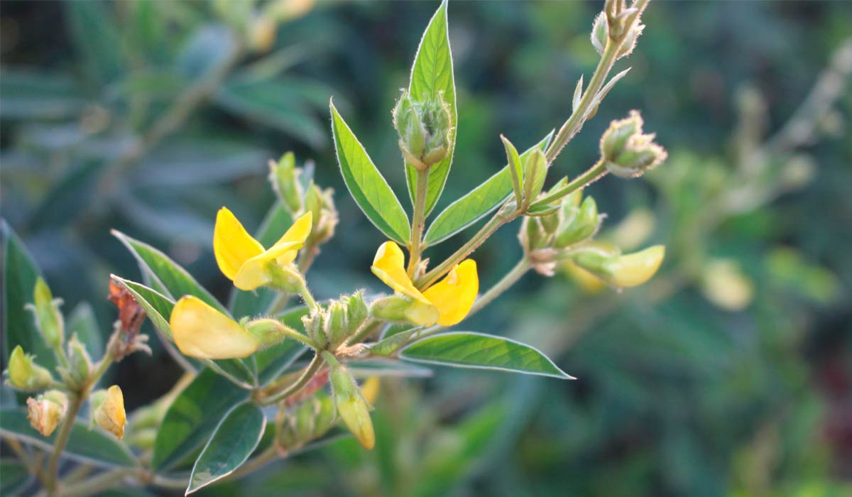 Flor de Guandu BRS Mandarim - Foto: Cristina Brito