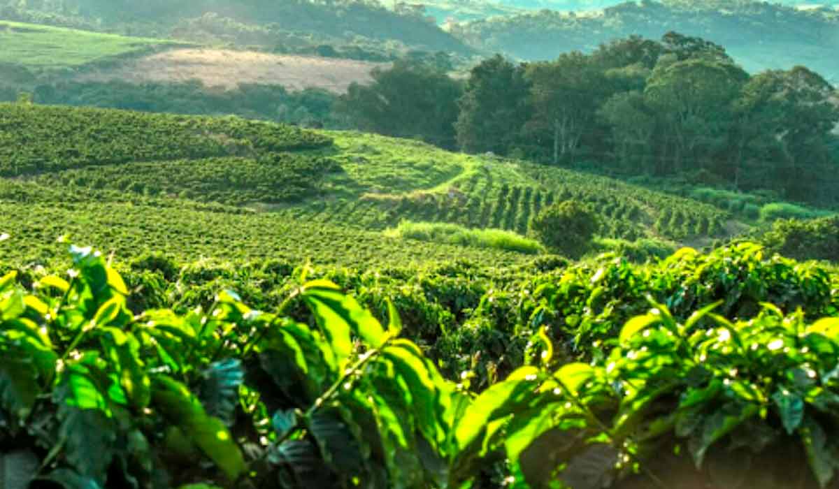 Cafezais com maciços de árvores nativas ao redor