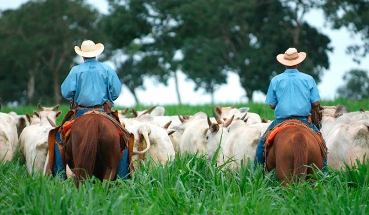 Pecuaristas em trabalho de campo com o gado