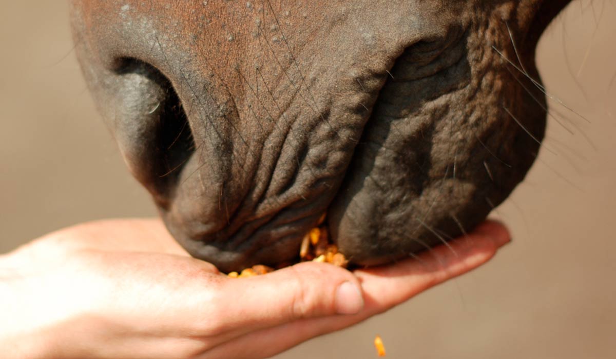 Alimentando o cavalo