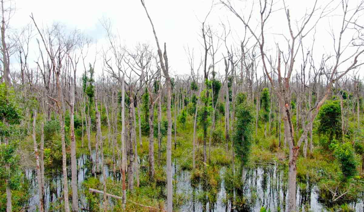 Área desfolhada pela pluverização aérea de agrotóxico