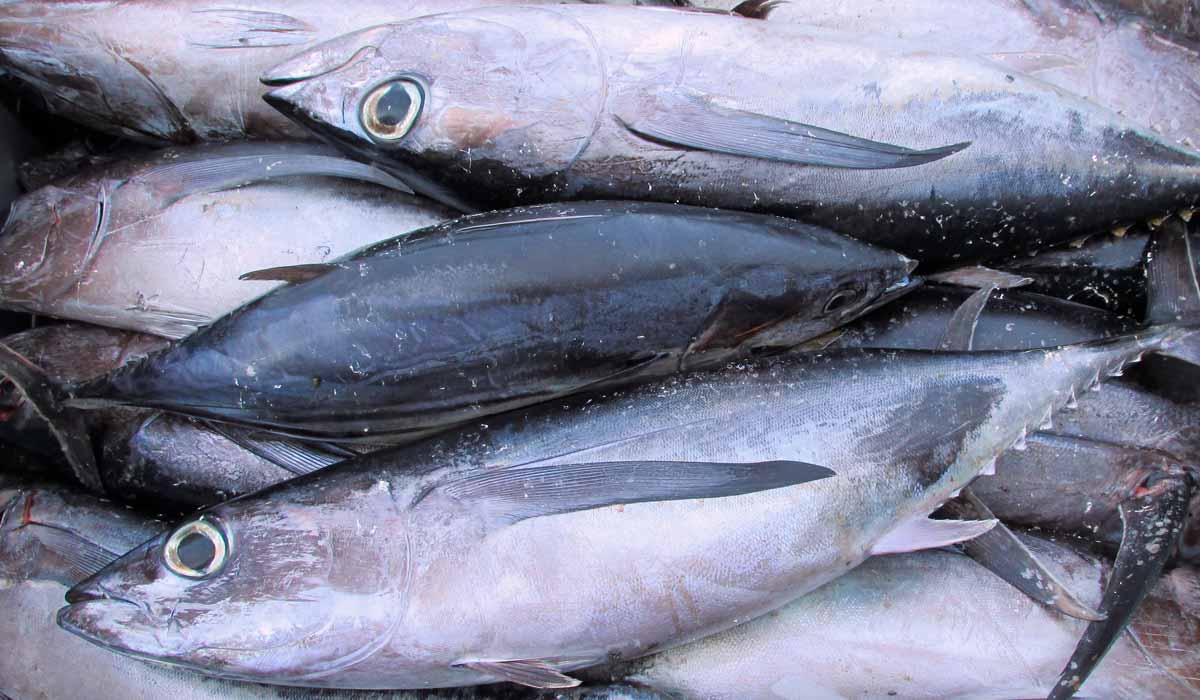 Albacoras brancas (Thunnus alalunga)