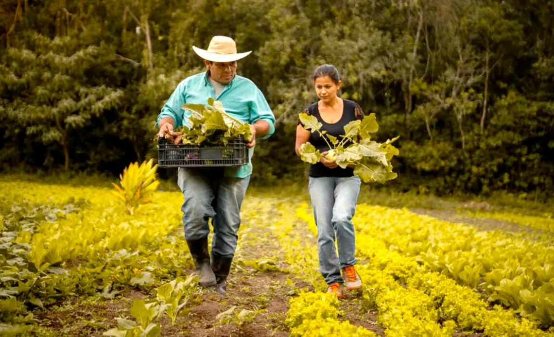 Agricultores familiares na lavoura