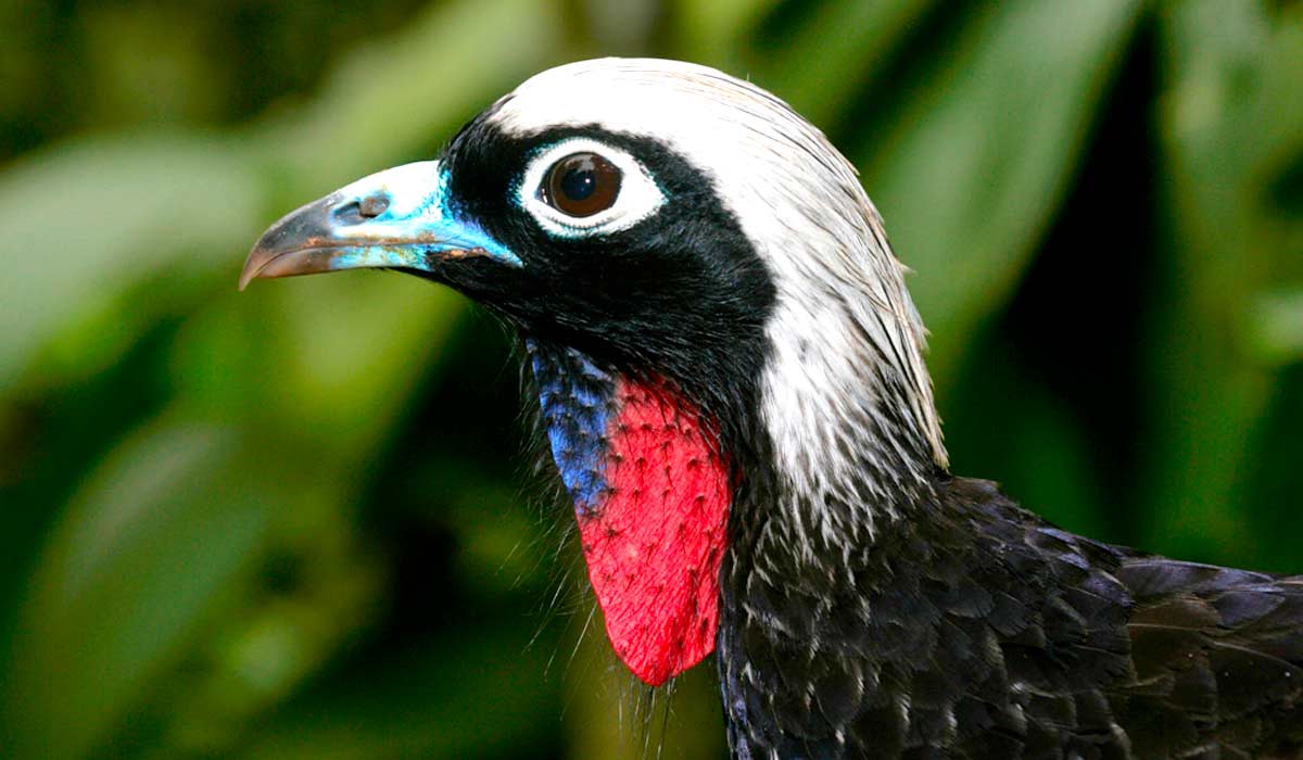 Jacutinga (Aburria jacutinga) ave caracter´stica das florestas virgens do centro-oeste e sudeste do Brasil que se encontra em pergigo de extinção(EN)