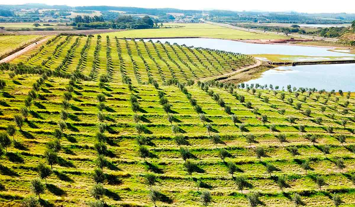 Olivais da Prosperato no Rio Grande do Sul