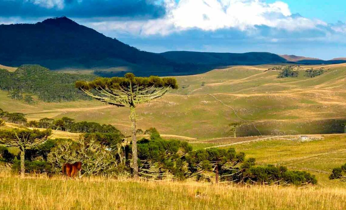 Campos de Cima da Serra e pampa gaúcho na mira do ataque