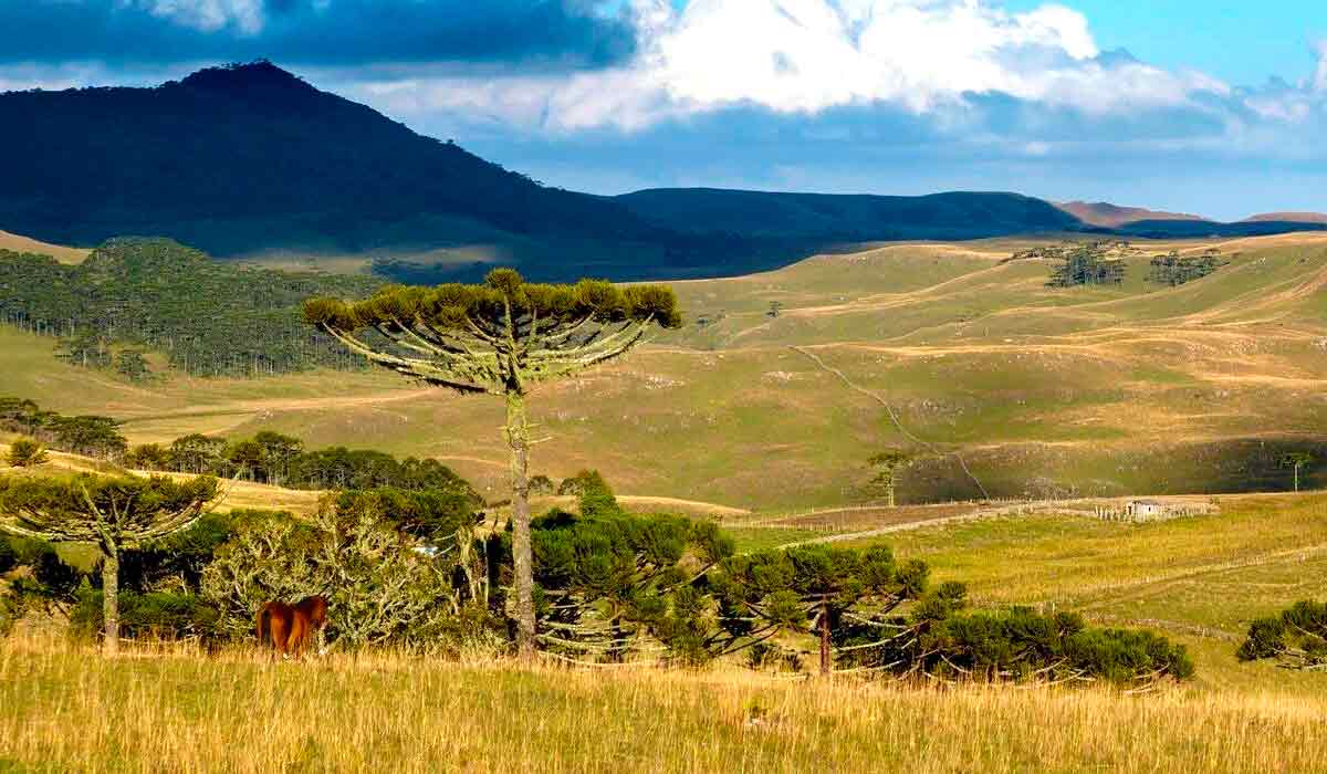 Campos de Cima da Serra e pampa gaúcho na mira do ataque