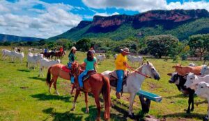 Turistas em cavalgada conhecendo o trabalho de campo com o gado