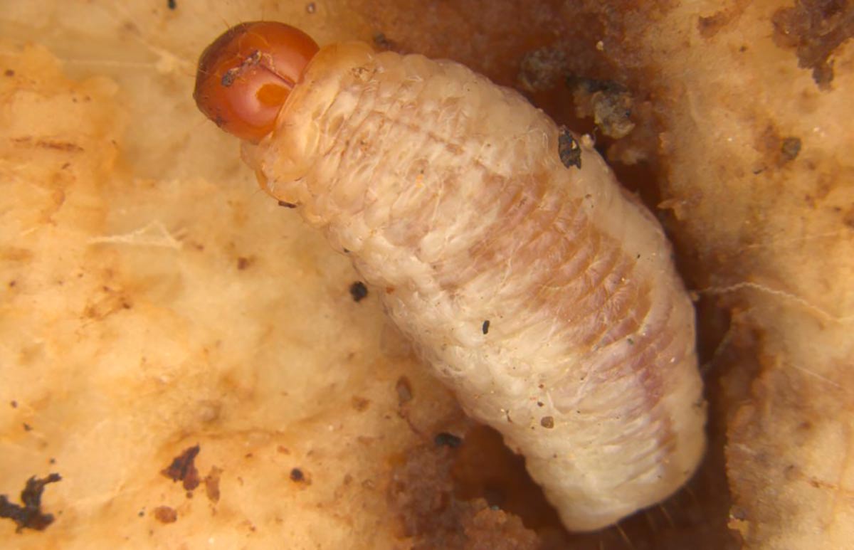 A larva do besouro