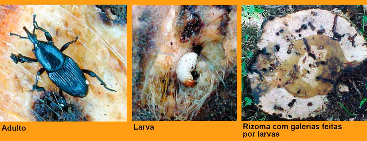 Adulto, larva e rizoma com galerias feitas por larvas do Cosmopolites sordidus