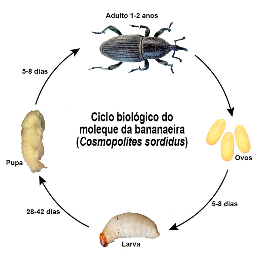 Ciclo biológico do moleque da bananaeira (Cosmopolites sordidus)