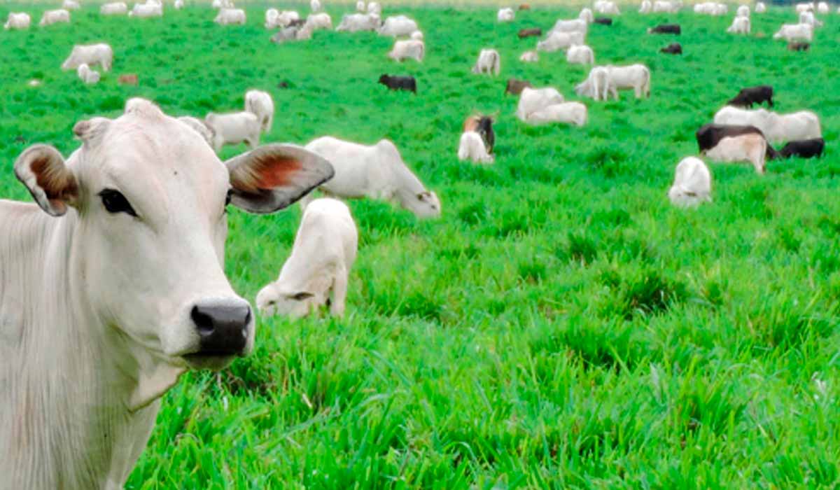 Outro curso interessante aborda a recuperação de pastagens degradadas