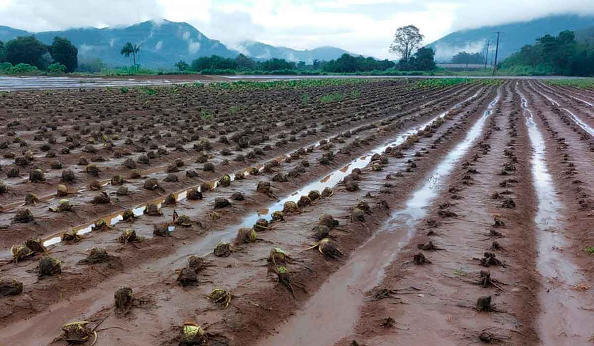 Hortícolas foram destruídas pelas chuvas - Foto: Enio Todeschini - Emater/RS