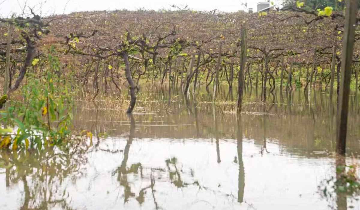 Cerca de 2% do território vinícola foi afetado – Foto: Fábio Tito/G1