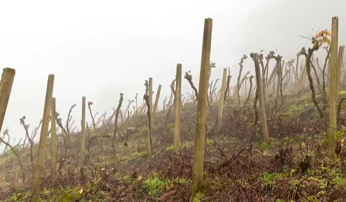 Parreiral afetado pela chuva intensa