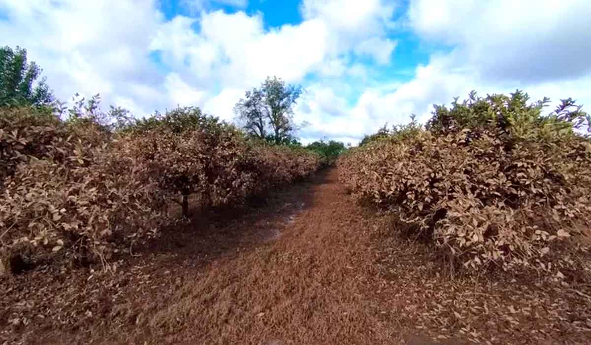 Pomar de citros inundado