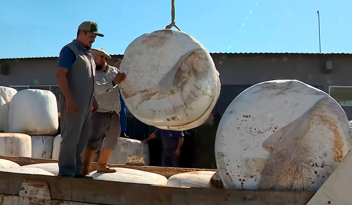 Doação de feno para garantir a produção pecuária