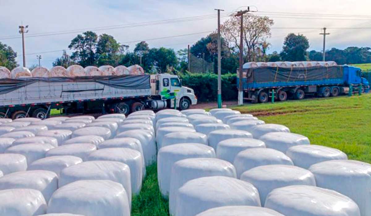 Caminhões carregados de feno para doação aos produtores gaúchos são disponibilizados por empresários parceiros e o custo do transporte será coberto com o aporte de dinheiro dos próprios sindicatos rurais de SC