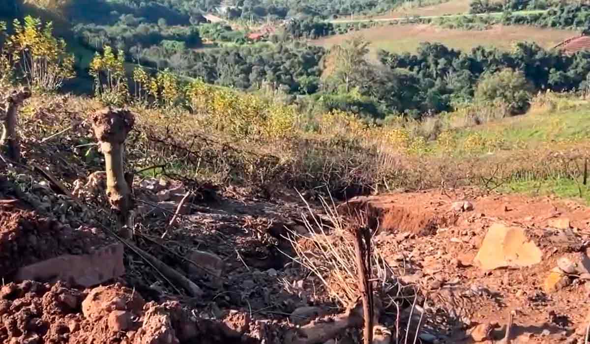 Vinhedo destruído na região de Bento Gonçalves