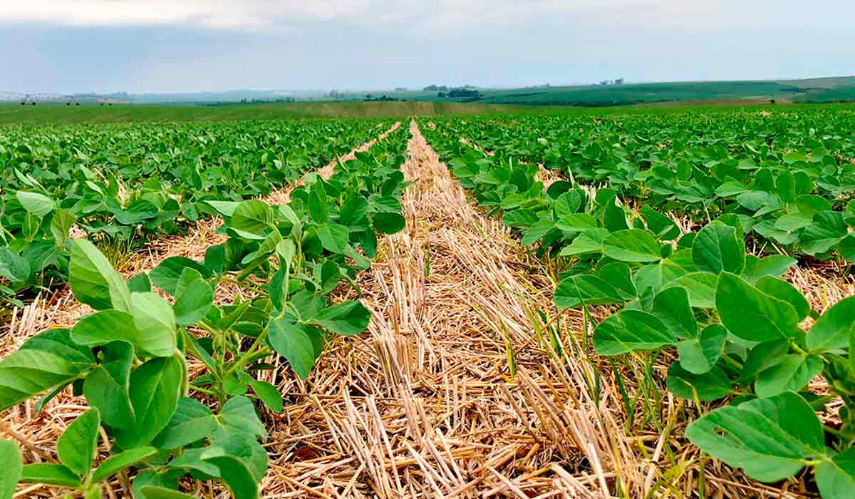 Soja plantada no sistema plantio direto