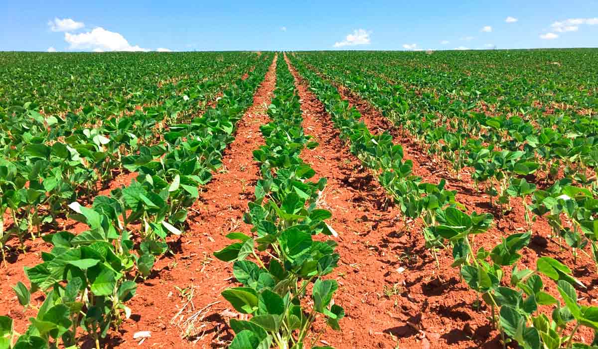 Soja plantada no sistema convencional